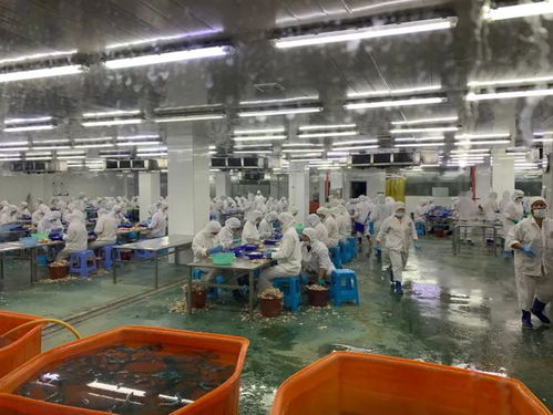 牛蛙豪華工廠登陸美國媒體，海之味引領循環水養殖新標準